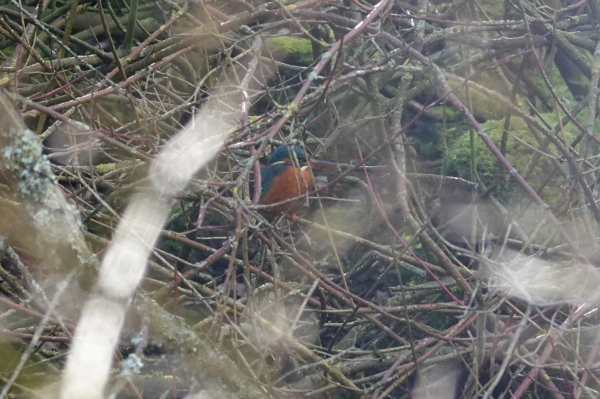 Common kingfisher hiding in bare bush