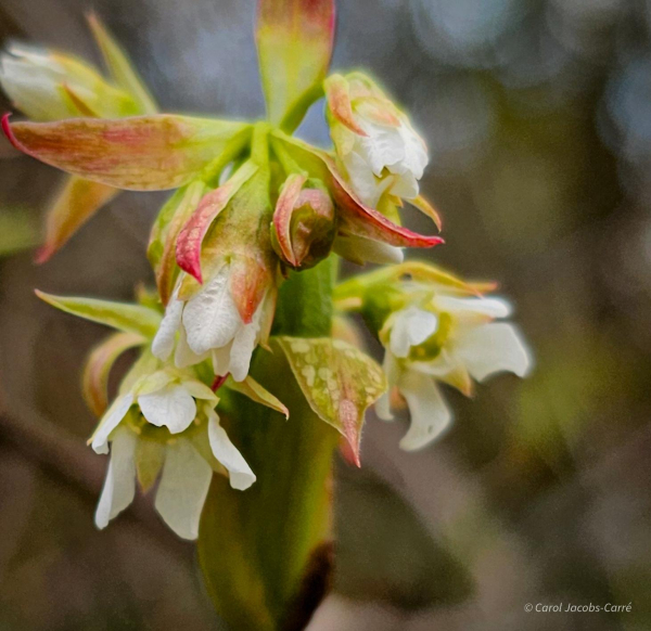 An osoberry blooming stem has five-petaled white blossoms beginning to show. The stems wit open flowers will start bending downward, making  them look like comet tails in the undergrowth.