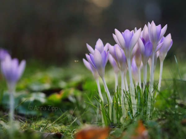 Eine Gruppe Krokusse auf einer Wiese aus Bodennähe fotografiert