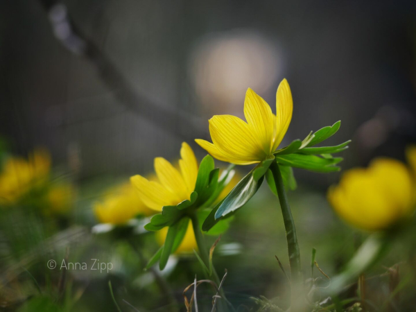 Winterlinge vor dunklem Hintergrund aus Bodennähe fotografiert