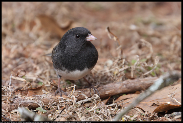 A Dark-eyed Junco (Junco hyemalis) was looking sideways at me as I made this photo in Norman, Oklahoma, United States on January 25, 2025. The bird was standing on a small twig that had fallen to the ground.