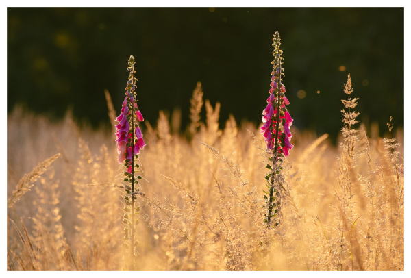 Two thimbles shine against the light in a field of yellowish grass at the height of summer. In the background, insects illuminated by the setting sun are visible as points of light.