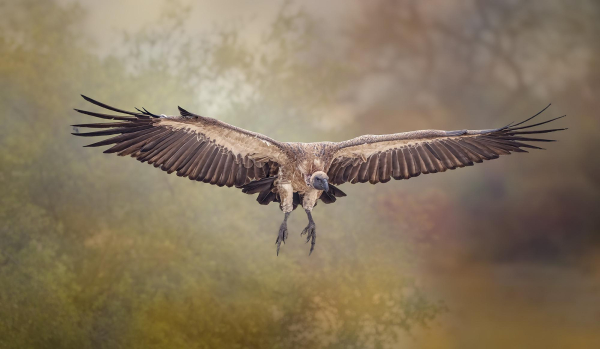 A vulture gliding head-on  to a landing with wings extended.  Lightly textured background. Photographed in Zimbabwe Africa. 

 #vulture #bird #birdphotography #zimbabwe #africa #flying #nature #scavenger #flight #soaring #gliding #wildlife #wildlifephtography #safari #wings #AYearForArt #buyIntoArt #giftideas #wallart #artforsale @joancarroll

https://joan-carroll.pixels.com/featured/vulture-landing-zimbabwe-africa-2-joan-carroll.html