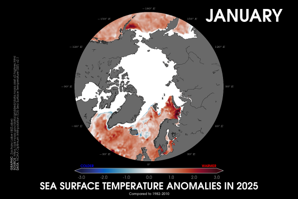 Polar stereographic map showing sea surface temperature anomalies in January 2025 relative to 1982 to 2010. Most areas are warmer than average. Sea-ice cover is also shown if sea-ice concentration is at least 15% per each grid point. Red is shown for warmer sea surface temperatures, and blue is shown for colder sea surface temperatures. Data is from OISSTv2.1.