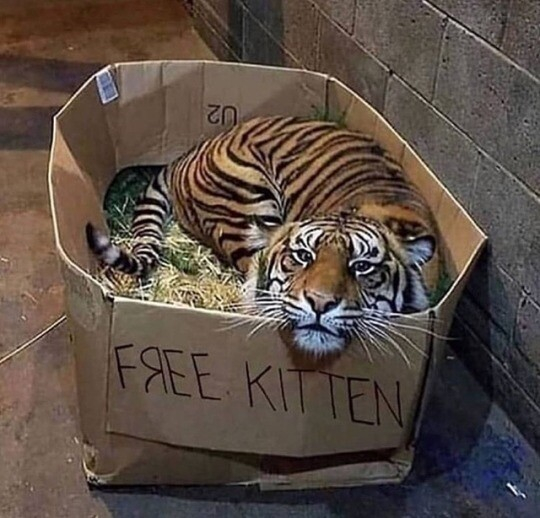 a tiger lying in a large cardboard box with the words "free kitten" written at the front, over which the tiger's chin rests