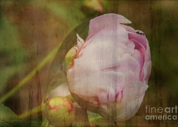 a color photograph of a lovely pink peony in my garden. Spring is coming