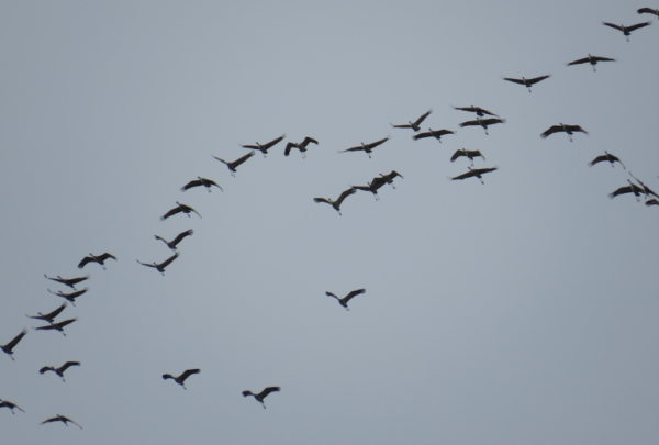 many sandhill cranes inflight against a blue grey sky. 