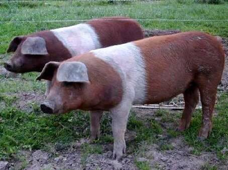 Ein Rotbuntes Husumer Schwein steht auf einem grünen Feld, während ein weiteres Schwein im Hintergrund sichtbar ist. Die Schweine haben eine braune Fellfarbe mit einer auffälligen weißen Querverzeichnung auf dem Rücken. Der Boden ist erdig und umgeben von grünem Gras.