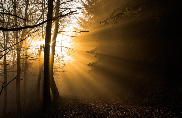 Zwischen den Bäumen in einem Wald hängt leichter Nebel, dahinter geht die Sonne auf. Durch den Nebel sind die Strahlen der Sonne wunderbar sichtbar. 