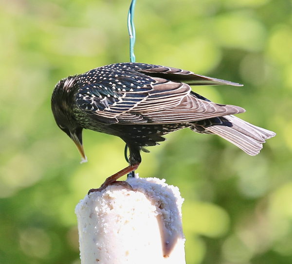 A Starling sitting on top of a fat-stick having breakfast in glorious sunshinre 