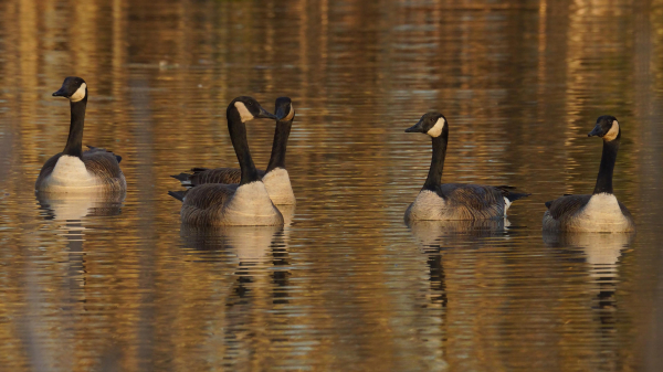 Five Canada Geese meander through a thousand golden-tinted ripples at sunset.