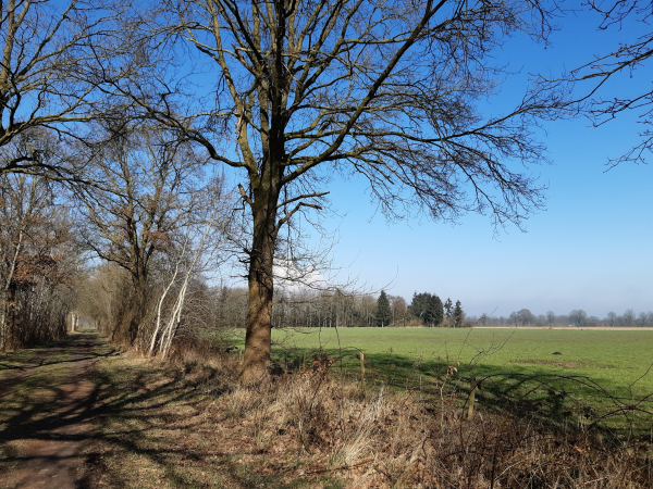 Münsterländer Landschaft, Bäume, ein Weg, Felder. Blauer Himmel