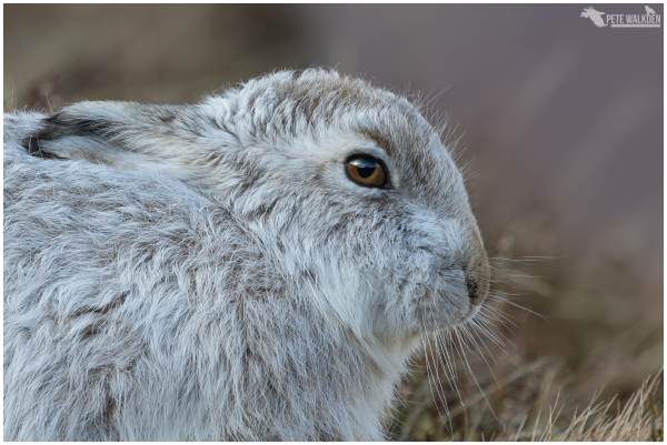 A photograph of a mountain hare in its white, winter coat, sitting on a hillside in the Highlands of Scotland.