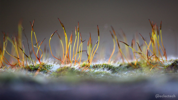 Sometimes when the big things are too big, it's good to focus on the small. This is a close up photo of some moss on a wall. The foreground and background are both soft focus greys. Across the centre is some low green moss with white fluff and tall lime green and red stems growing up. Some of the fluffy moss and tall stems are in focus.