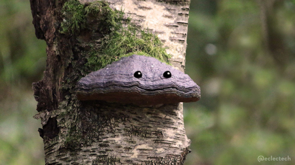 A photo of a mossy tree trunk with a large, dark, bracket fungi on it. The horizontal line across looked like a mouth, so I added eyes above a section of it that is turned upwards like a slight smile. 