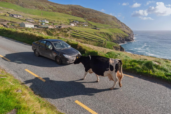 A black car stopped on a narrow road as a black and white cow crosses in front of it. Behind the car, a green hillside rises to a small village, with the ocean visible in the distance.