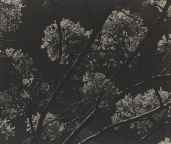 Black and white photo with low contrast, of tree branches spreading above and bunches of light flowers in bloom.