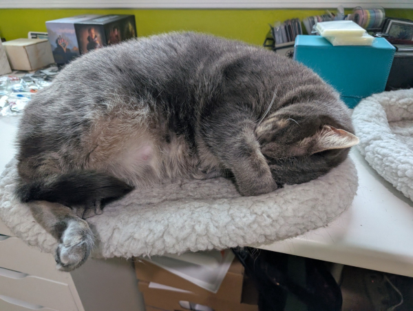 A photo of a grey tabby cat sleeping peacefully on a cat bed on a desk, with one paw draped over her face to block out the morning light.