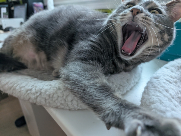 A photo taken seconds later, after the cat woke up, and now she's reaching out toward the camera with one claw-extended paw while her mouth is open in an apparent cry of protest.