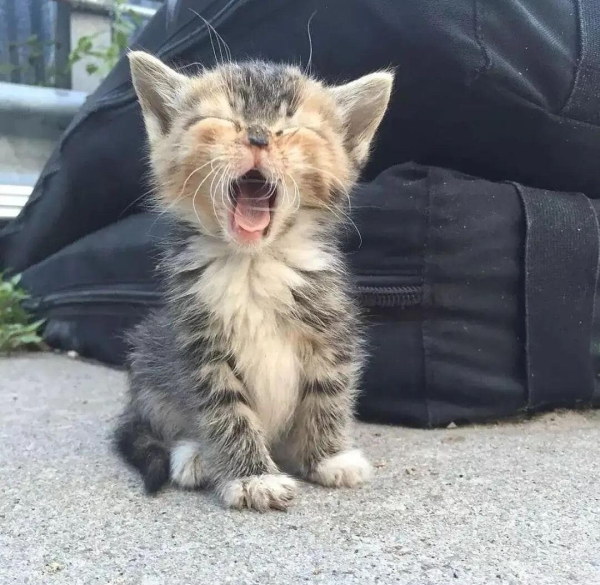 cute tabby kitten (brown and grey) with it's mouth open, yawning. Adorable pink tongue.