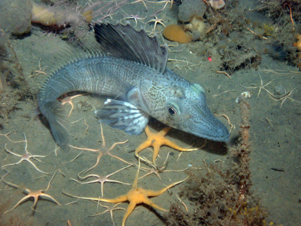 Eisfisch am Meeresboden