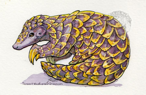 A watercolour painting of a pangolin crouched and leaning to the site, looking at you with dark eyes that have a metallic copper sheen. This little critter has a berry purple (warm and cold purples with some specs of blue) colour for their skin and scales, where the scales and claws then have a yellow edge with little freckles of metallic gold and copper on them, and freckles of it on their skin.