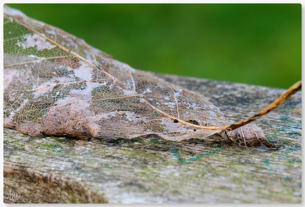 Ein verwelktes Blatt liegt auf einer alten Holzbank. Die Nahaufnahme zeigt die unterschiedlichen Strukturen und Texturen von Blatt und Holz. Durch die Farben, grau-grün-bräunlich gehen aber beide Dinge eine Verbindung ein. Der Fokus liegt auf dem Blattgerippe, der Hintergund ist unscharf und schlicht grün.

A withered leaf lies on an old wooden bench. The close-up shows the different structures and textures of the leaf and the wood. However, the colours, grey-green-brownish, create a connection between the two objects. The focus is on the leaf skeleton, the background is blurred and simply green.