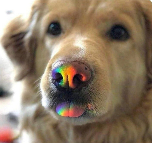 the snout of a cute golden retriever with its tongue just stuck out a bit (a blep), with the light hitting its snout and tongue in a rainbow