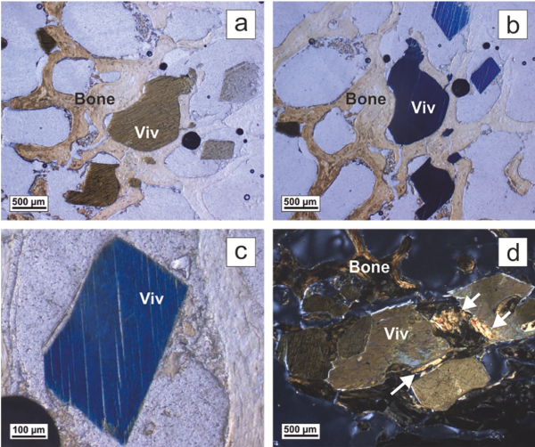 Blue vivianite (hydrated iron phosphate) growing in the pore spaces of a bone from a Sardinian timb (Rodriguez, 2021, J. Arch Sci. Reports)