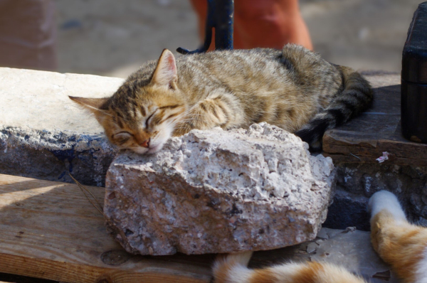 Eine junge getigerte Katze liegt dösend auf Steinen. Man sieht sie leicht schräg von vorne, die linke Vorderpfote unter dem Kinn. Der Kopf ist leicht gekippt, weil der vordere Stein auf dem sie liegt, sehr kantig und uneben ist. Ihr Körper liegt auf einem ebenen Felsblock.