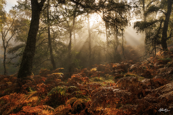 light rays break through a foggy woodland bathing rusty autumnal ferns in golden light. birch trees dissolve into light