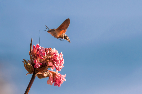 Ein Taubenschwänzchen saugt an einer rosa Blüte vor einem azurblauen Himmel.


Das Bild zeigt ein Taubenschwänzchen ( *Macroglossum stellatarum*), das mit ausgebreiteten Flügeln vor einer rosafarbenen Blütengruppe schwebt. Der lange Rüssel des Falters ist in die Blüte eingetaucht, während es Nektar trinkt. Die Blüte ist ein zartes Rosa und besteht aus vielen einzelnen kleinen Blüten, die zu einem größeren Blütenstand zusammengefasst sind. Der Stiel der Pflanze ist braun und etwas verholzt. Der Hintergrund des Bildes ist ein klarer, azurblauer Himmel, der einen scharfen Kontrast zu den rosafarbenen Blüten und dem braunen Schmetterling bildet. Die Atmosphäre ist ruhig und friedlich, die Stimmung entspannt und naturverbunden. Das Licht scheint hell und sonnig zu sein. Das Bild vermittelt ein Gefühl von Ruhe und Schönheit in der Natur.
