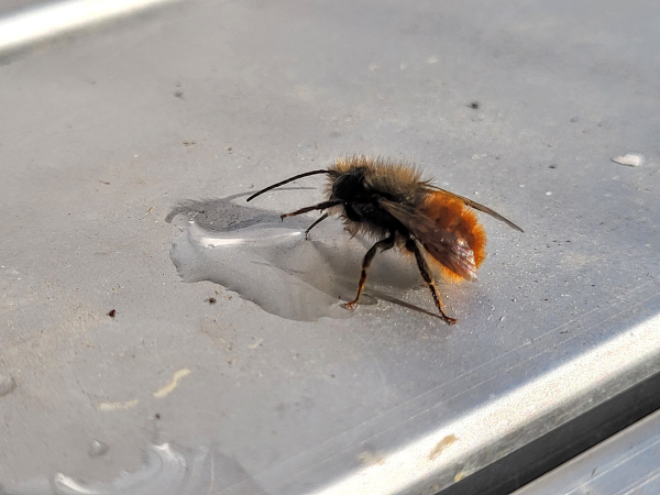 Eine Mauerbiene schleckt an einem Wassertropfen. 