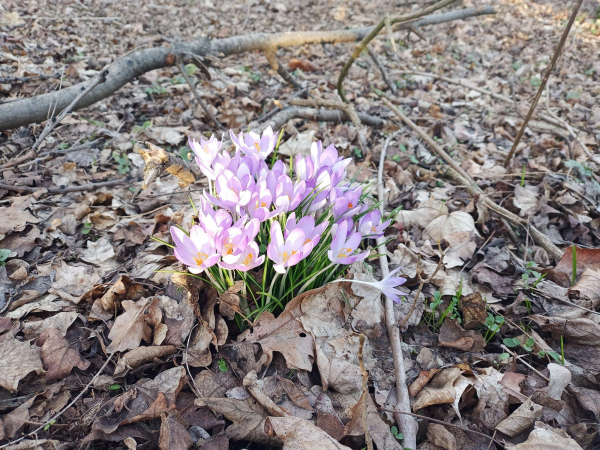 Ein dichter Büschel aus violetten Krokussen mit zarten, leicht geöffneten Blüten wächst auf einem Waldboden, der mit trockenen, braunen Blättern bedeckt ist. Die Blütenblätter sind hellviolett mit dunkleren Adern, und in der Mitte leuchten gelbe Staubgefäße. Um die Blumen herum liegen mehrere kleine Äste und Zweige. Im Hintergrund erstreckt sich der Laubboden mit verstreuten grünen Pflänzchen, während einige größere Äste quer über den Boden verlaufen. Das Bild zeigt den Kontrast zwischen den ersten Frühlingsboten und der noch winterlich wirkenden Umgebung.