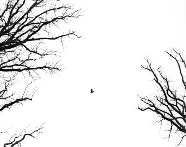 A black and white photo with just a white background, left and right branches of trees without leaves, between them a flying crow. Hardly any shadow differences.