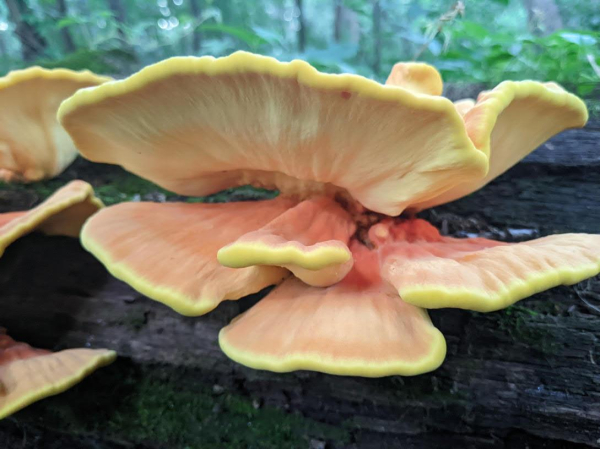 A closeup photo of large orange stalkless shelf mushrooms on a downed trunk. The mushrooms are wavy and scalloped, with yellow borders and dotted pores below.