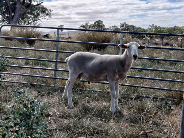 A young white Wiltipoll ram lamb standing side on in front of a sheep yard panel in a dry grassy paddock with gum trees in the background. It's a sunny day with some light clouds. The ram is turning his head to look at you.