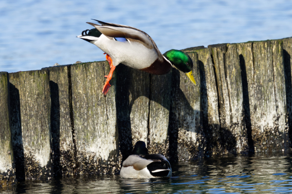 Ein Stockerpel (Anas platyrhynchos) im Sprung von einer Buhnenreihe in die Ostsee fotografiert.
Unten im Wasser schwimmt ein weiterer Erpel.