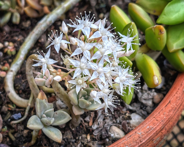 A cluster of tiny white five-petal flowers at the end of a branch of thick green succulent leaves, near the edge of a terracotta pot. 