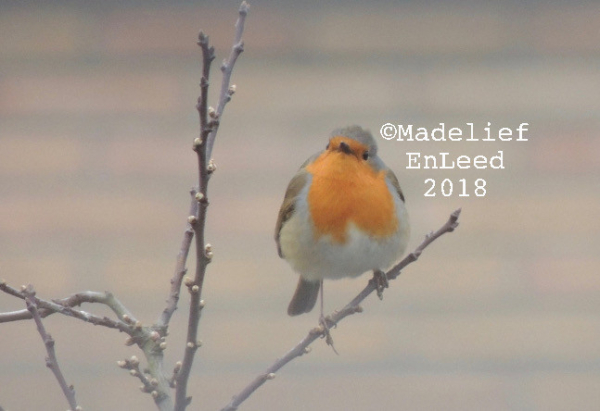 Roodborst recht van voren op de foto gezet, de kop een weinig naar links gedraaid. De roodborst zit op een takje, links van de vogel zijn nog een paar takjes.