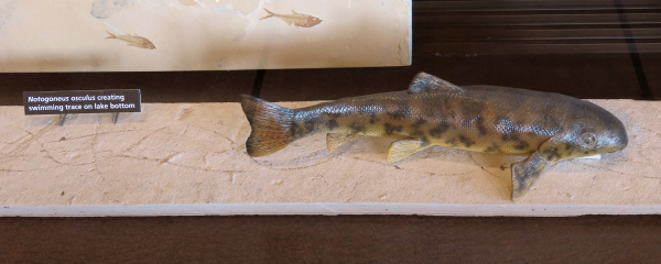 Model of a Notogoenus resting on a long slab of limestone with wavy lines on it.