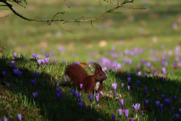 Ein braunes Eichhörnchen auf einer grünen Wiese inmitten von lilafarbenen Krokussen.