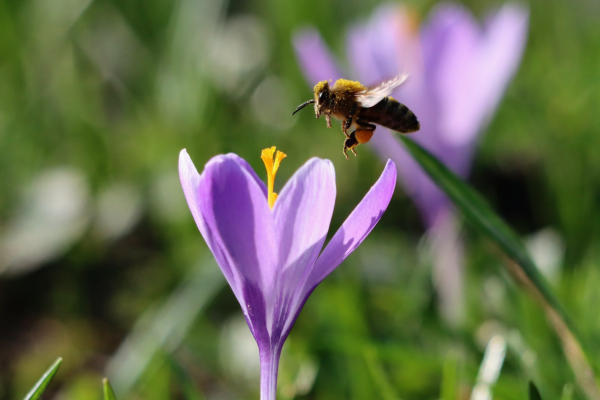 Ein Biene bedeckt mit gelben Blütenstaub über einer einzelnen Krokusblüte.