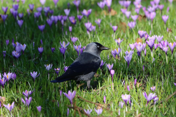 Eine Dohle auf einer grünen Wiese inmitten von lilafarbenen Krokussen.