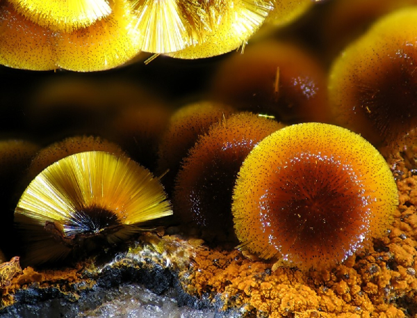 Cacoxenite crystals via Wikipedia. They look like stiff crystal yellow pompoms, balls of radiating pin like shiny yellow points