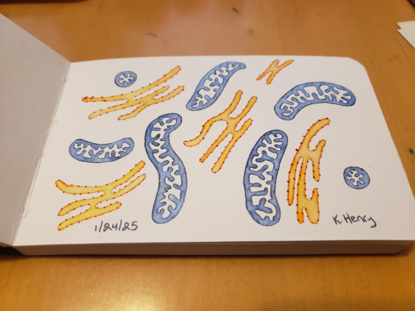 Hand drawn generative/procedural art in ink on an open page of my sketchbook. The abstract pattern looks like it could be a diagram from a cell biology textbook.