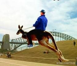 A man with a blue shirt riding a Kangaroo. The Sydney Harbour bridge is in yhr background.