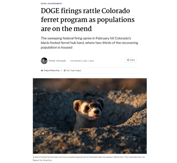 Headline and photo with caption.

Headline: News: Environment	
DOGE firings rattle Colorado ferret program as populations are on the mend

The sweeping federal firing spree in February hit Colorado’s black-footed ferret hub hard, where two-thirds of the recovering population is housed

Parker Yamasaki 4:01 AM MST on Mar 7, 2025

Photo with caption:
A black-footed ferret looks out from a prairie dog burrow in Colorado after its release. (Olivia Sun, The Colorado Sun via Report for America)