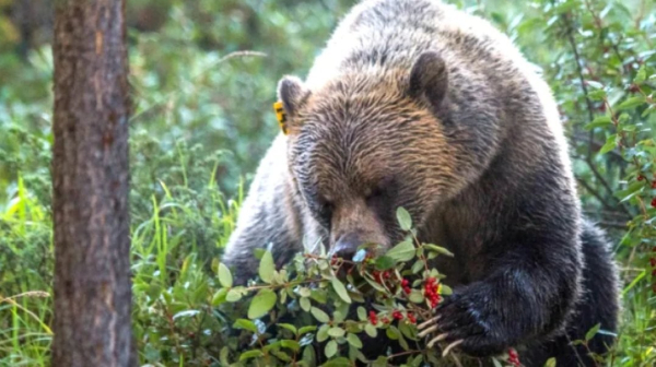 A large grizzly bear in a wild area with lots of shrubs and grass is sitting on haunches and eating bright red berries from a small bush it is pulling toward its mouth. A yellow tag with numbers is just visible on the bear’s right ear.
https://www.cbc.ca/news/canada/british-columbia/grizzly-bears-encroaching-bc-1.3782144
