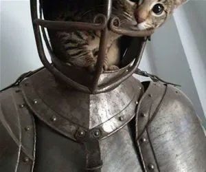 cute kitten sitting in the empty helmet on top of a suit of armor